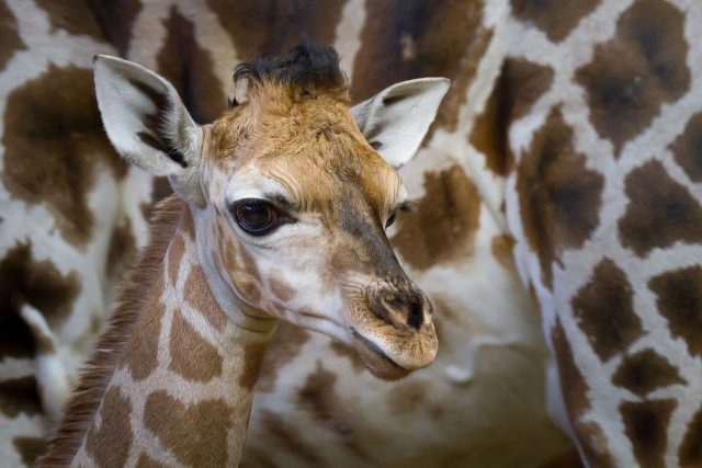 Vánoční žirafí mládě Olivia v Safari Parku Dvůr Králové | foto: Andrea Jiroušová