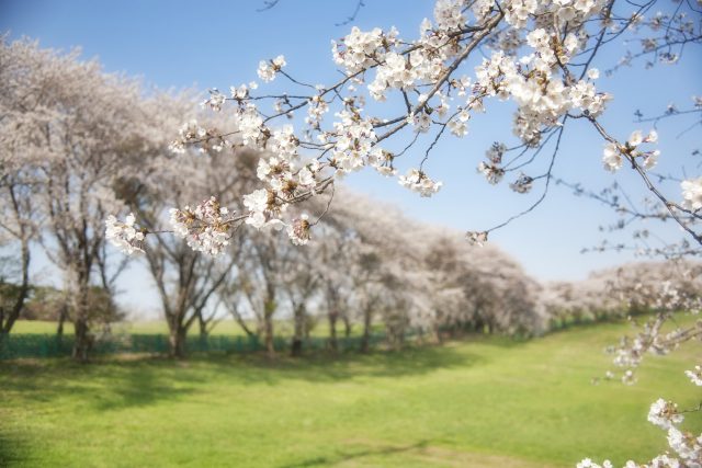 Ve vyšších polohách Krkonoš jsou ještě v plném květu třešně  (ilustrační foto) | foto: Fotobanka Pixabay