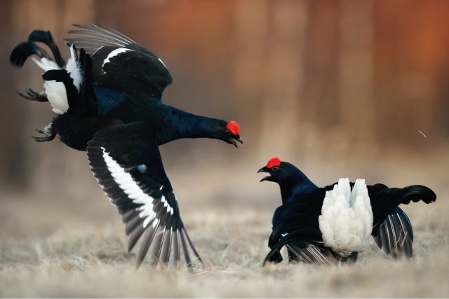 Tetřívek obecný při jarním toku | foto: Shutterstock