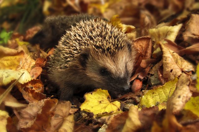 Shrabané listí,  či hromada dřeva je dobrým zimním ježčím útulkem | foto: Fotobanka Pixabay