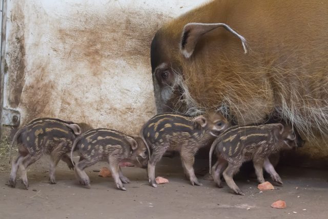 Safari Park Dvůr Králové se chlubí čtyřmi mláďaty štětkouna afrického | foto: Simona Jiřičková
