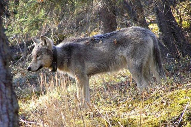 Fotografie vlka s telemetrickým obojkem | foto: National Park Service / J. Mills