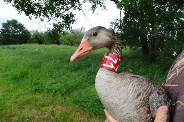 Safari Park Dvůr Králové se podílí na sledování migrace husy velké | foto: Jaroslav Závora