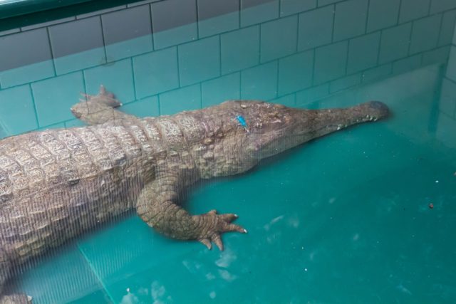 V zázemí pavilonu Vodní světy přivyká na nové podmínky mimořádně vzácný krokodýl štítnatý | foto: Simona Jiřičková