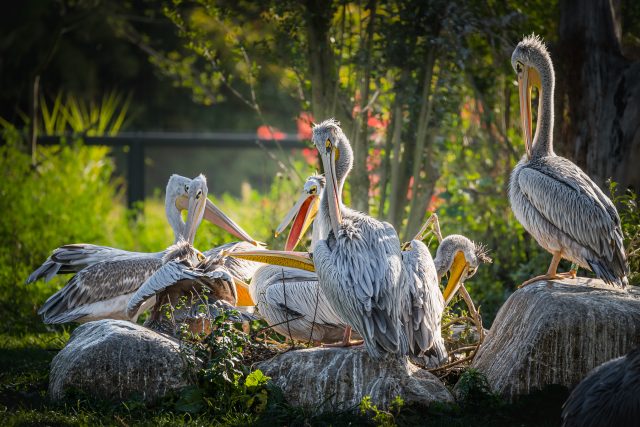 Pelikáni ve dvorském safari parku | foto: Helena Hubáčková,  Safari Park Dvůr Králové