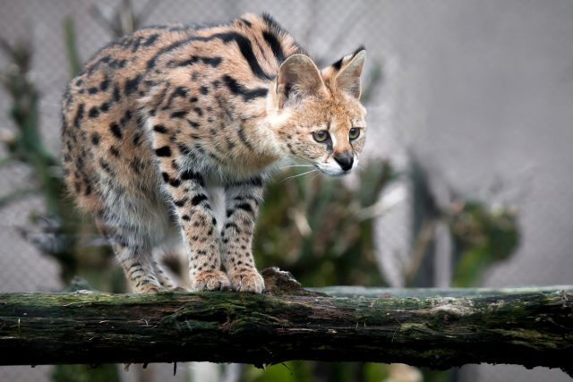 Servalí samička Roxana čeká v Safari Parku Dvůr Králové na ženicha | foto: Simona Jiřičková