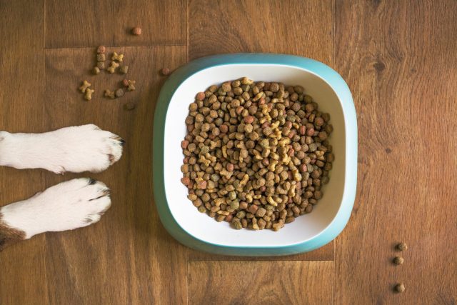 Zdraví začíná v misce aneb Správná výživa domácích mazlíčků  (ilustrační foto) | foto: Fotobanka Pixabay