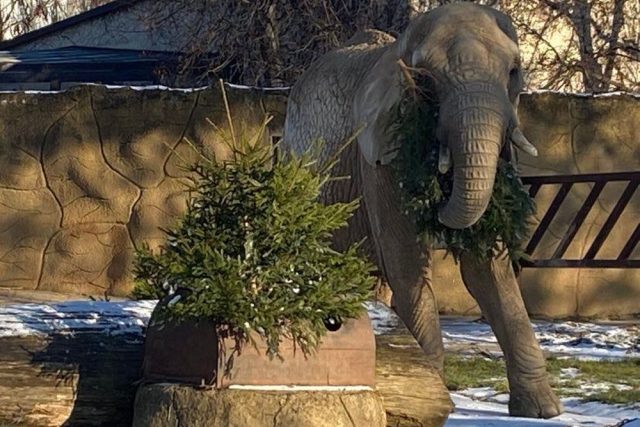 Nevyužité vánoční stromky dostali k obědu sloni v dvorském safari parku | foto: Václav Plecháček,  Český rozhlas