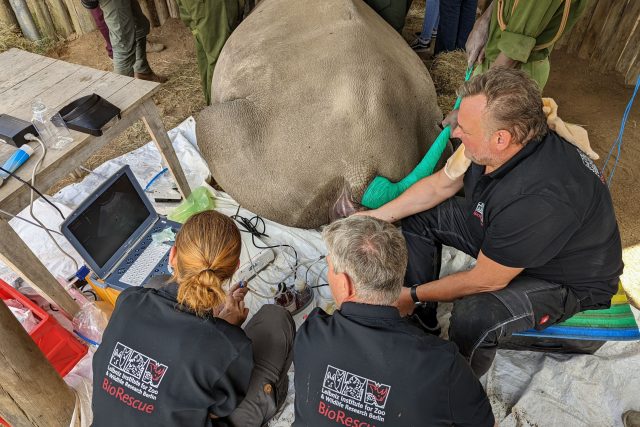 Tým světových specialistů a Safari park Dvůr Králové pokračují v projektu na záchranu nosorožců severních bílých | foto: BioRescue / Ol Pejeta