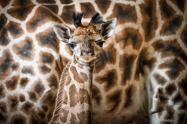 Mládě žirafy Rothschildovy | foto: Helena Hubáčková,  Safari Park Dvůr Králové