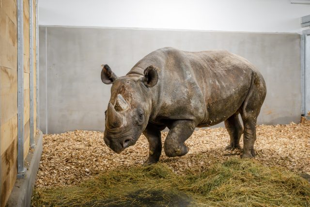 Nosorožec v boxu nového pavilonu | foto: Helena Hubáčková,  Safari Park Dvůr Králové