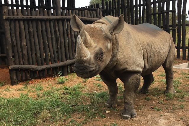 Pět kriticky ohrožených nosorožců černých bylo úspěšně přepraveno ze Safari Parku ve Dvoře Králové do národního parku Akagera ve Rwandě | foto: Jan Stejskal -  Safari Park Dvůr Králové