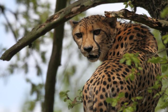 Nový výběh gepardů ve dvorském safari parku | foto: Markéta Grúňová