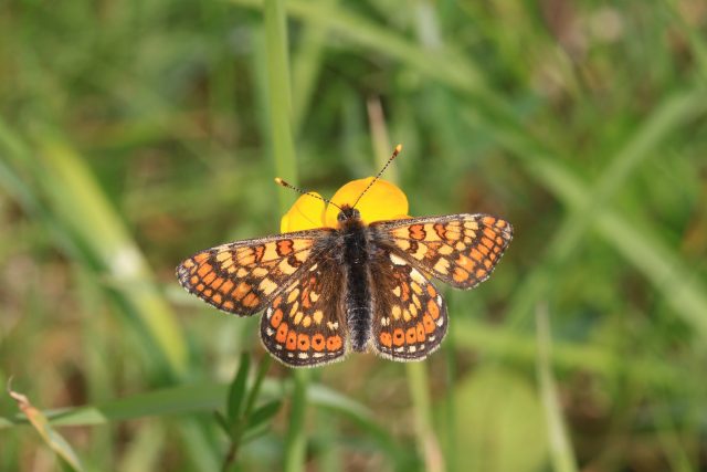 Hnědásek je ohroženým druhem motýla  (ilustrační foto) | foto: Fotobanka Pixabay