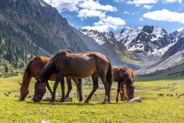 Kyrgyzstán – země hor,  jezer,  divokých řek,  ledovců,  koní a přátelských pastevců | foto: Pavla Bičíková