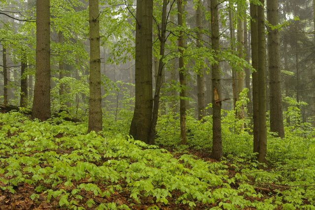 Smíšený les s bukovým podrostem | foto: Kamila Antošová,  Správa Krkonošského národního parku