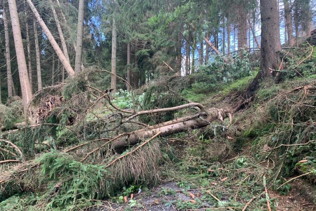 Po středeční noční bouři je zejména v západních Krkonoších vážně poškozena řada lesních porostů | foto: Správa Krkonošského národního parku