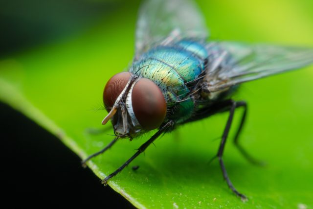 Může někdo efektivně přemýšlet,  když mu kolem hlavy lítá sem a tam ta zatracená moucha?  (ilustrační foto)  | foto: Shutterstock
