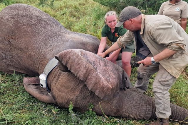 Česko-africký tým vědců nasazuje obojek jednomu ze slonů | foto: Safari Park Dvůr Králové