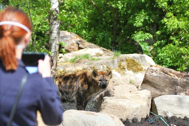 Hyeny skvrnité Barak a Spoty si v Safari Parku Dvůr Králové užívají nový výběh | foto: Markéta Grúňová