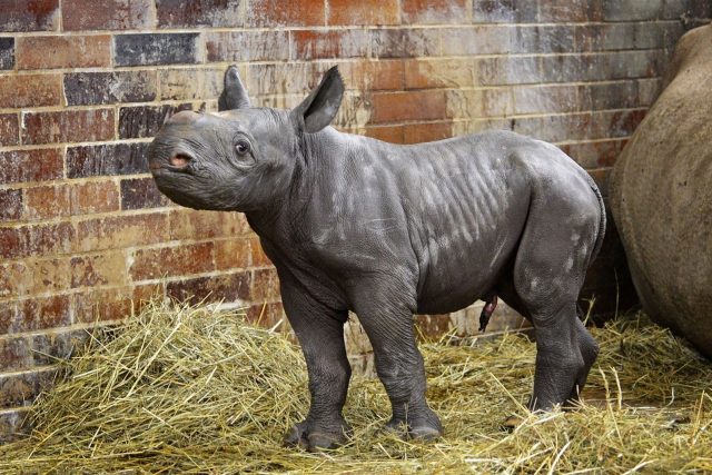 Světový unikát: ve dvorském safari parku se narodilo třetí mládě nosorožce dvourohého za jediný rok | foto: Dominika Stempa,  Safari Park Dvůr Králové