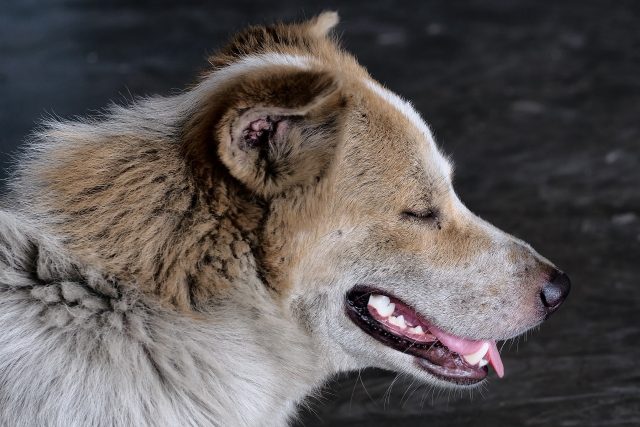 toulavý pes | foto: Kenky,  Pixabay,  CC0 1.0