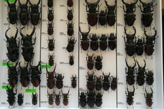 Sbíral co nesměl. Entomologovi hrozí až tříleté vězení,  ve sbírce měl přes 600 chráněných brouků | foto: Policie České republiky