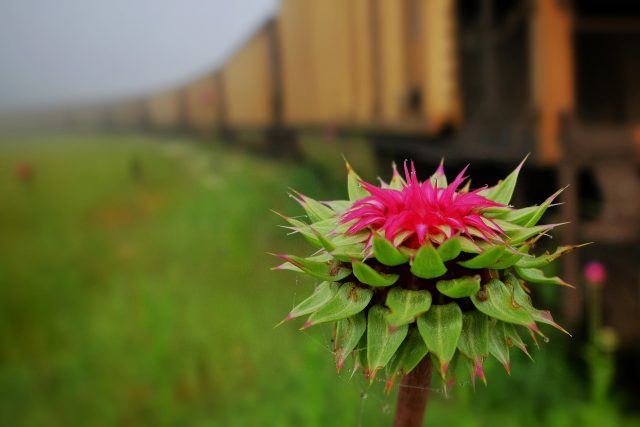V okolí některých vlakových nádraží na Rychnovsku rostou rostliny,  které běžně v naší krajině nespatříte  (ilustrační foto) | foto: Fotobanka Pixabay