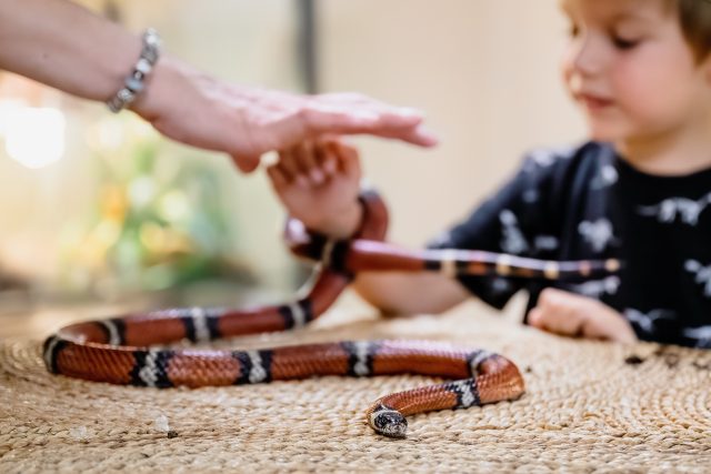 ZOO nás baví! Děti v prostorách Darwinovy stanice pečují o hady | foto: Helena Hubáčková,  Safari Park Dvůr Králové
