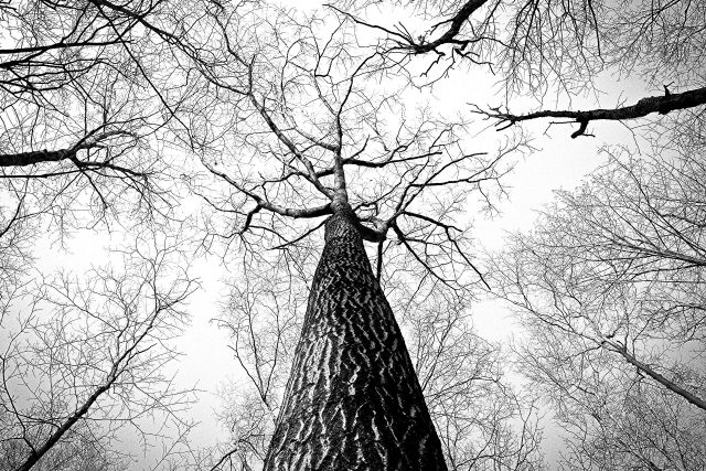 Stromy trpí vedrem a suchem a volají o pomoc | foto: Fotobanka Pixabay