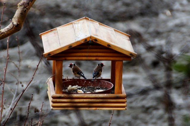 Když někam krmítko nainstalujeme,  tak se tam většinou během dvou týdnů ptáci naučí léta | foto: Fotobanka Pixabay