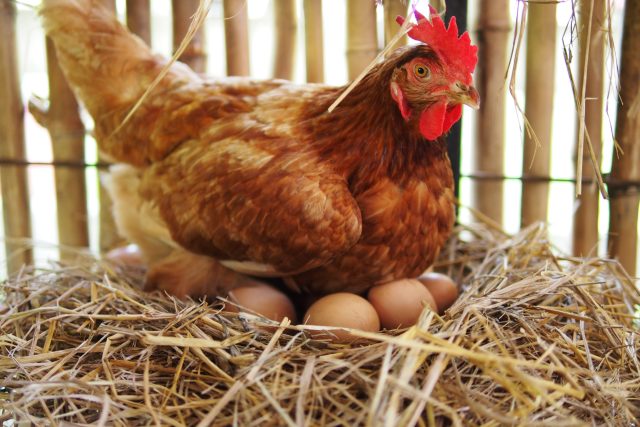Slepice jsou výborné mámy a přesně vědí,  jak udržet vajíčka v teple | foto: Shutterstock