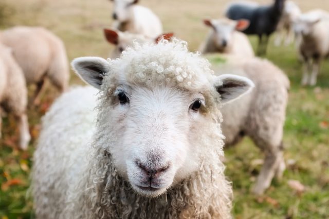 Chov ovcí není tak jednoduchý,  jak to může na první pohled vypadat  (ilustrační foto) | foto: Fotobanka Pixabay