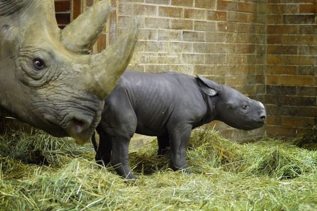 Mládě nosorožce černého v Safari Parku Dvůr Králové | foto: Dominika  Stempa / Safari Park Dvůr Králové