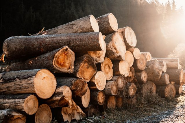 Lesy ČR v loňském roce snížily těžbu dřeva o 16 procent  (ilustrační foto) | foto: Shutterstock