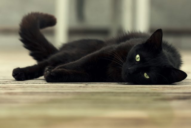 Kočka | foto: Shutterstock