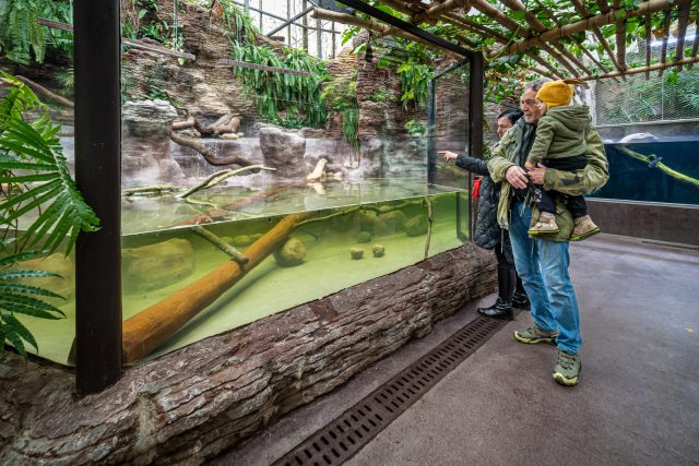 Krokodýli štítnatí jsou v nové expozici dvorského safari parku | foto: Helena Hubáčková - Safari Park Dvůr Králové