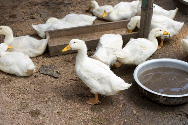 Kvůli ptačí chřipce by se chovatelé drůbeže v našem kraji měli mít na pozoru  (ilustrační foto) | foto: Fotobanka Profimedia