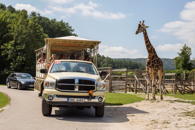 Žirafa je ozdobou Safari Parku Dvůr Králové | foto: Helena Hubáčková,  Safari Park Dvůr Králové