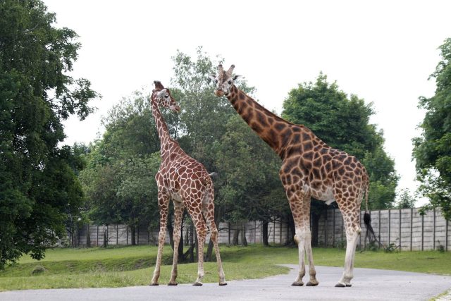 Žirafy v Safari Parku Dvůr Králové | foto: Simona Jiřičková