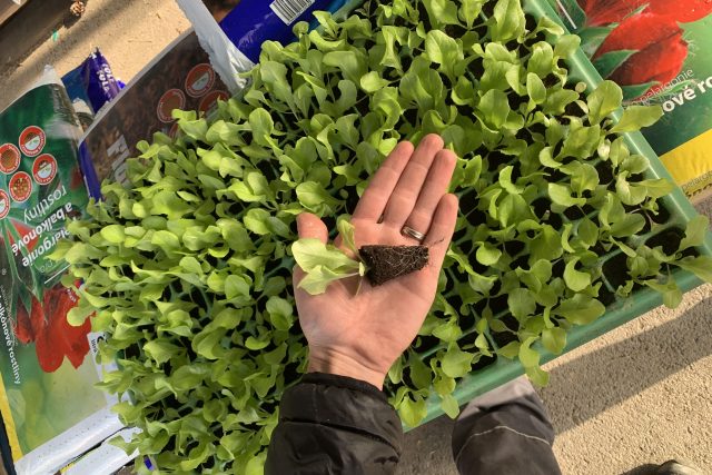 Po dlouhých zimních měsících začínají zahrádkáři nakupovat první sazenice některých druhů zeleniny | foto: Eliška Horáková
