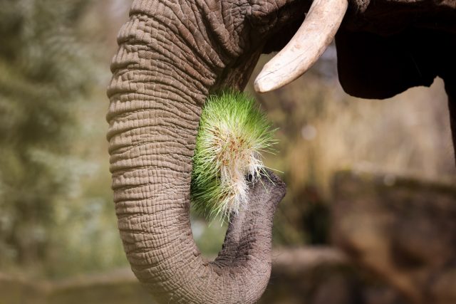 Dvorský safari park nabízí zvířatům zelené krmení z vlastní klíčírny | foto: Safari Park Dvůr Králové