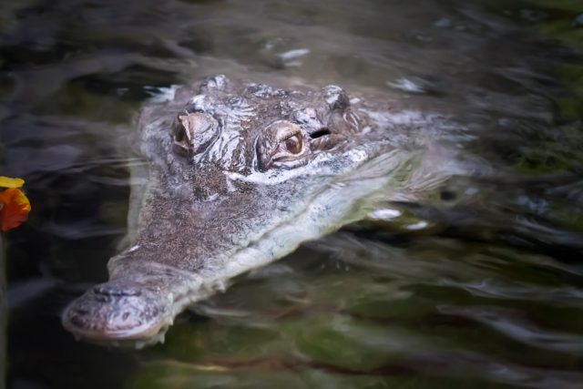 Stěhování krokodýla štítnatého | foto: Simona Jiřičková,  Safari Park Dvůr Králové