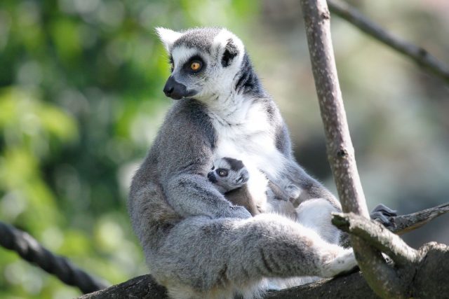 Mládě lemurů | foto: Simona Jiřičková