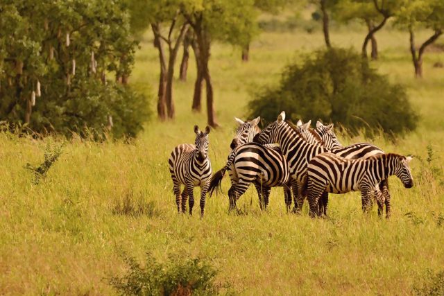 Vzácné zebry bezhřívé,  poddruh zebry stepní,  v ugandském parku Kidepo Valley | foto: Luboš Melichar,  Zoo Liberec