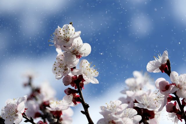Jaro,  květ,  strom,  příroda  (ilustrační foto) | foto: Pixabay