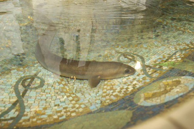 Úhoř Pepík v secesní kašně administrativního domu | foto: ČTK / Zbyněk Stanislav