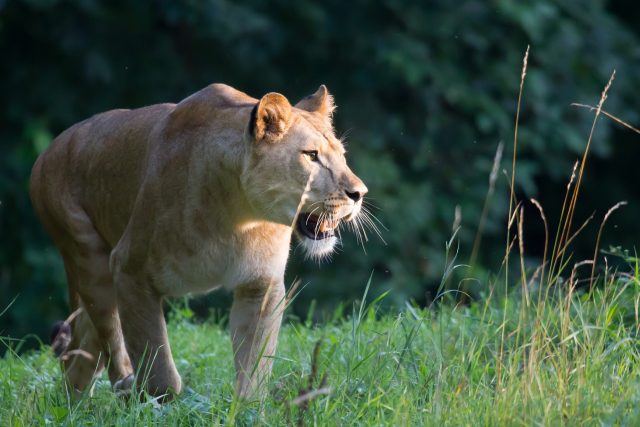 Lvice Khalila v Safari Parku Dvůr Králové | foto: Simona Jiřičková