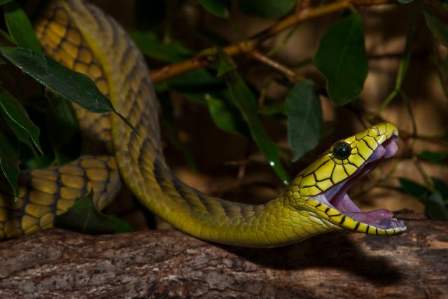 Mamba západoafrická v Safari Parku Dvůr Králové | foto: Martin Smrček