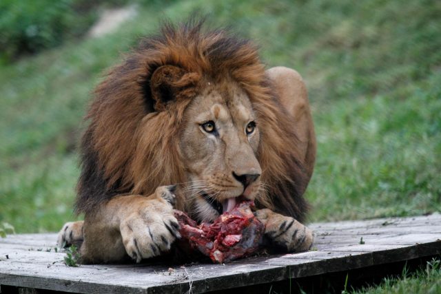 Pozvi zvíře na oběd! Lev,  král zvířat | foto: Safari Park Dvůr Králové